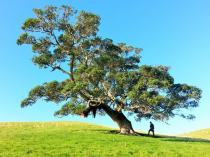 oak tree photo-1437964706703-40b90bdf563b