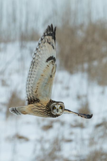 flying-owl-photo-1516233758813-a38d024919c5